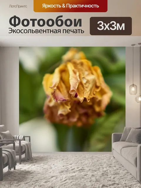 Фотообои Роза