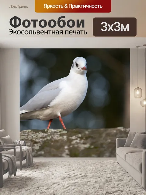 Фотообои Seagulls