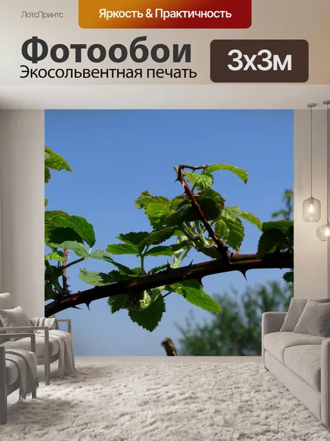 Фотообои Шипы