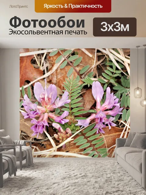 Фотообои Общие Вика Полевые цветы