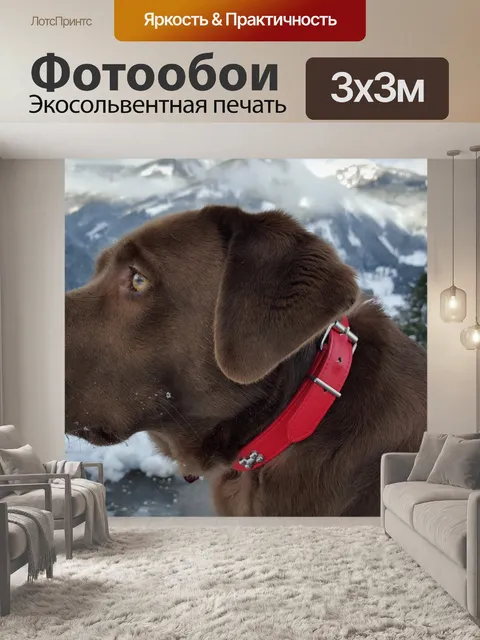 Фотообои Собака