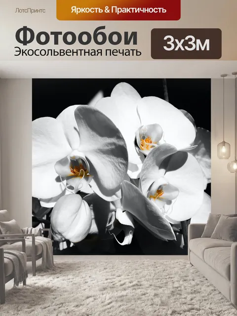 Фотообои Орхидеи