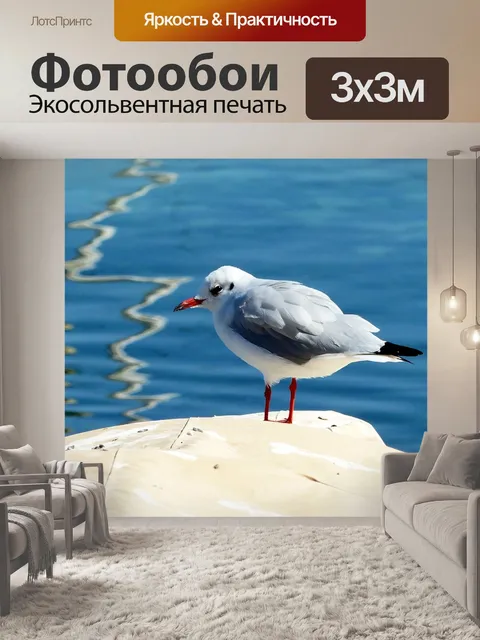 Фотообои Чайка