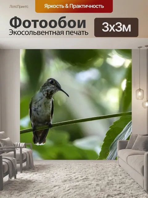 Фотообои Колибри