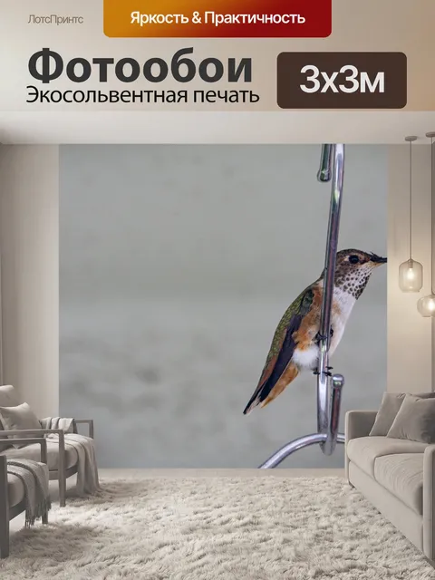 Фотообои колибри