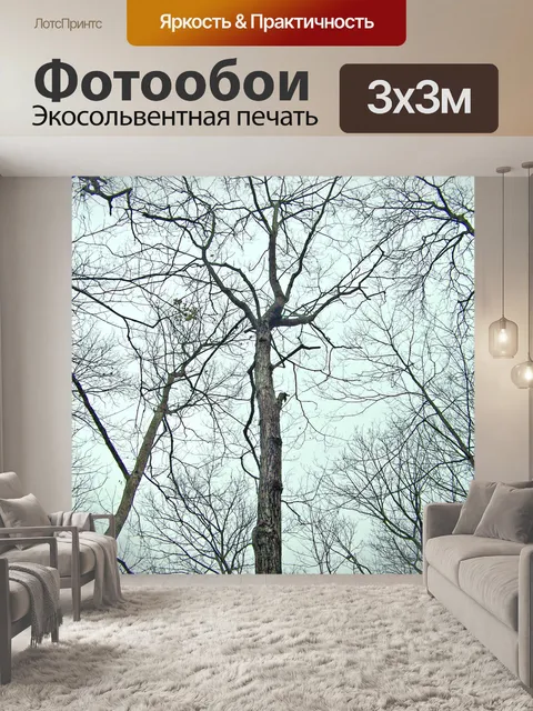 Фотообои Деревья без листьев