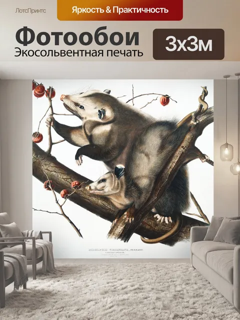 Фотообои Иллюстрация винтажного искусства опоссум