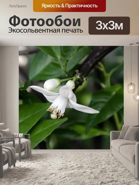 Фотообои Оранжевые цветки против зеленого