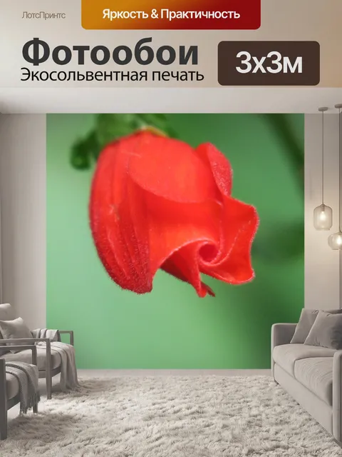 Фотообои Самолет цветок