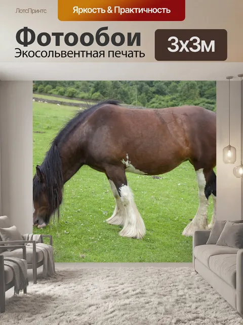 Фотообои Домашняя лошадь