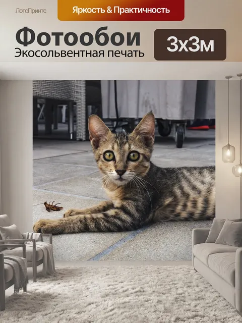 Фотообои Кошка