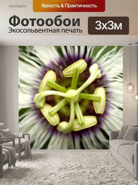 Фотообои Цветок маракуйи фото