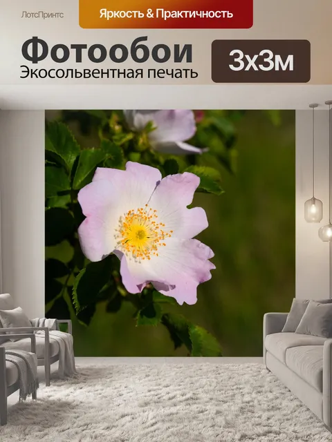 Фотообои Розы