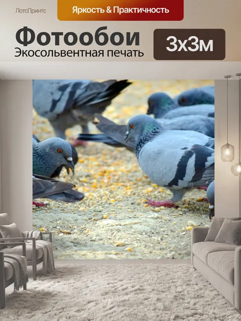 Фотообои Кормление голубей 2