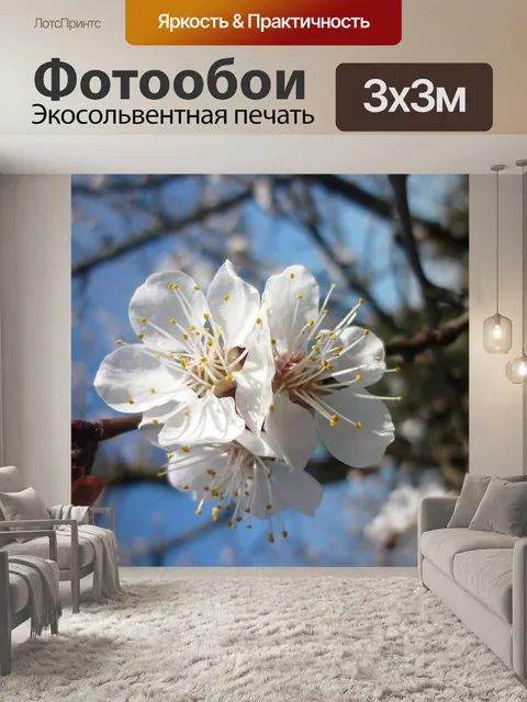 Фотообои Персиковый цвет