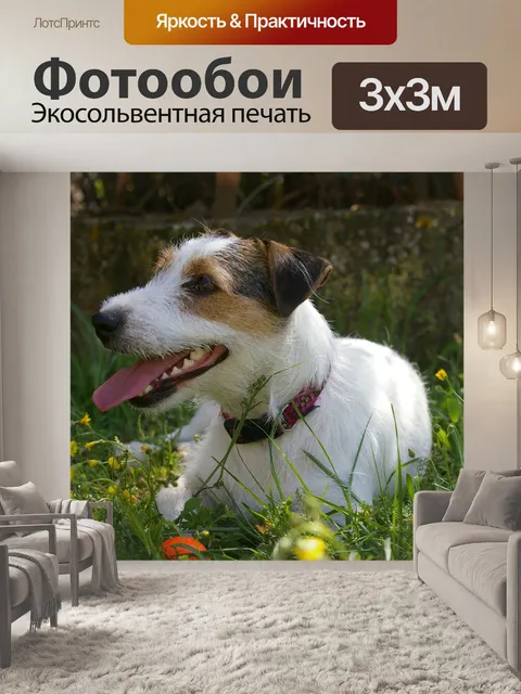 Фотообои Собака