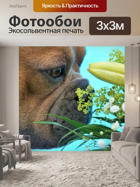 Фотообои Французский бульдог
