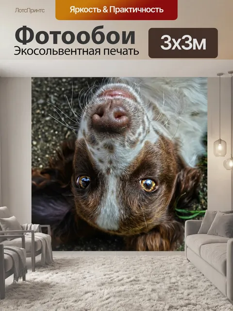 Фотообои Собака