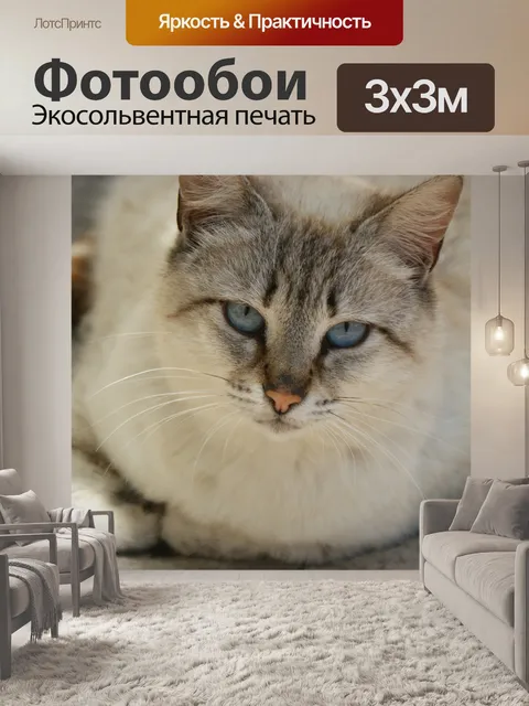Фотообои Кошка