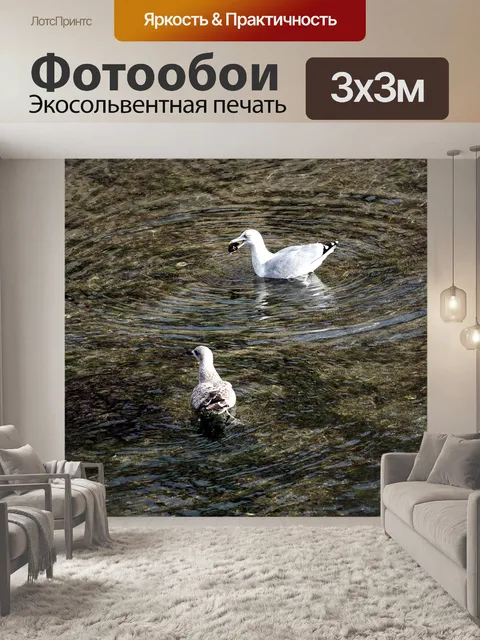 Фотообои Чайки на воде