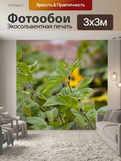 Фотообои Фрукты