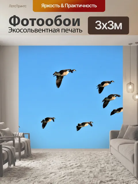 Фотообои Канада Гуси в полете 2