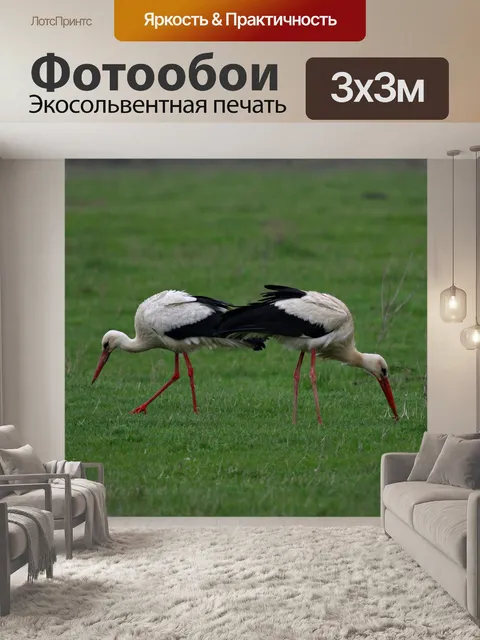 Фотообои Аист