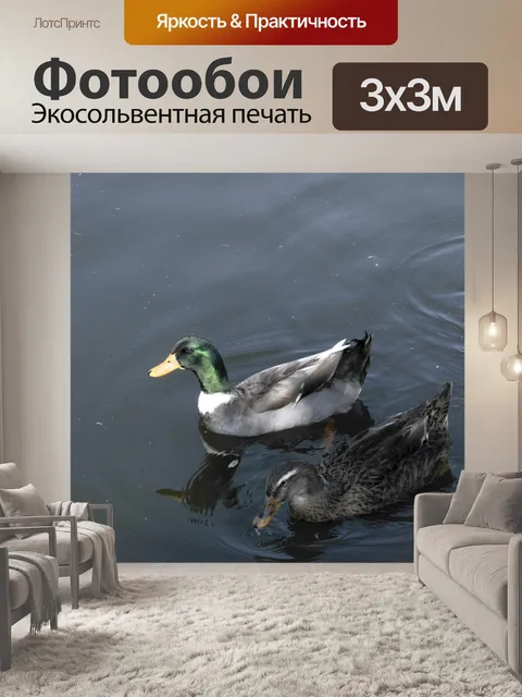 Фотообои Плавающие утки