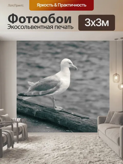 Фотообои Чайка на земле