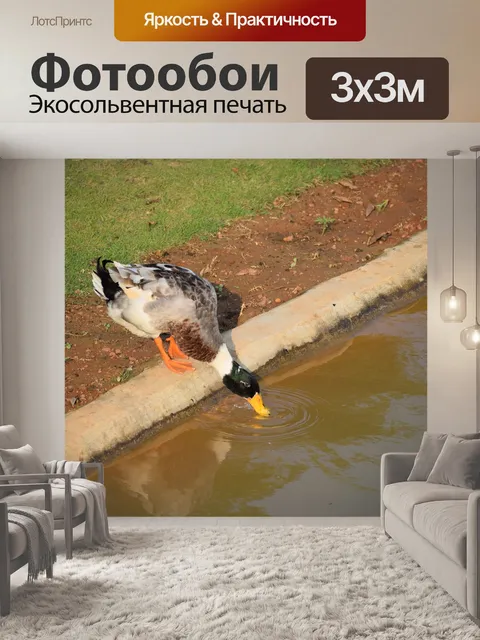 Фотообои Птица