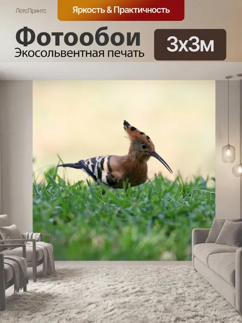 Фотообои Удод птица смотрит вверх
