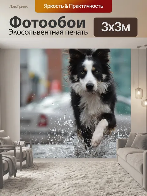 Фотообои Бордер-колли