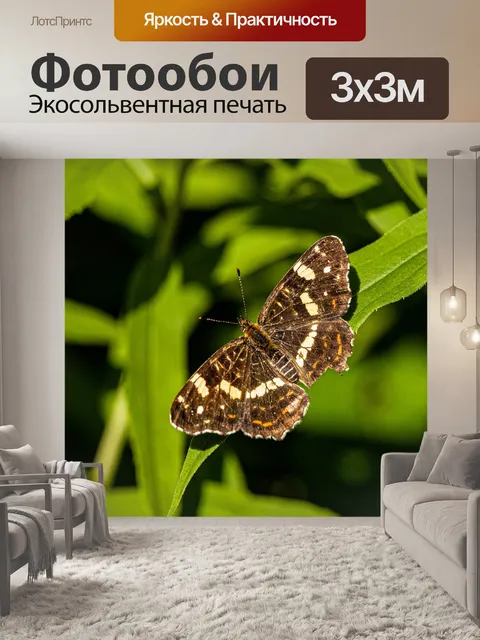 Фотообои Карта