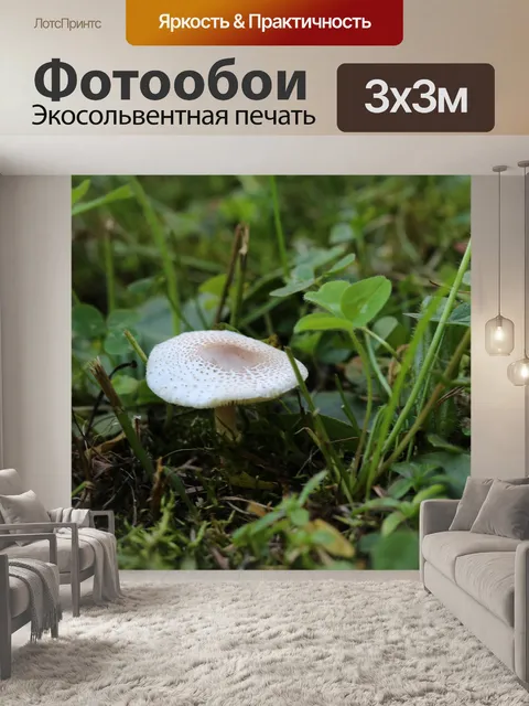 Фотообои Гриб