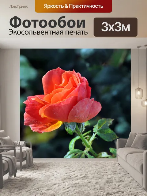 Фотообои Оранжевые розы