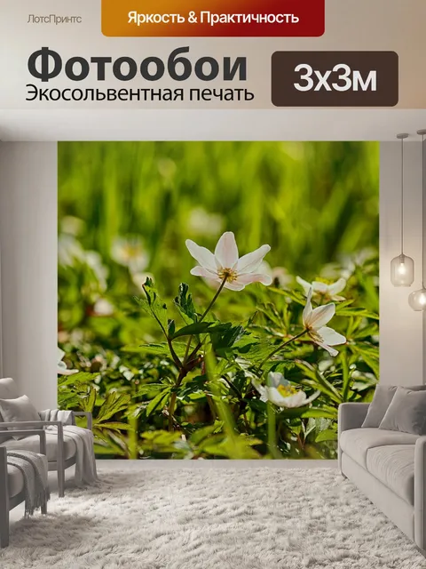 Фотообои Анемоны