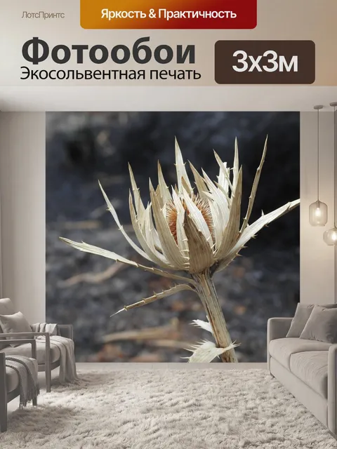 Фотообои Роза