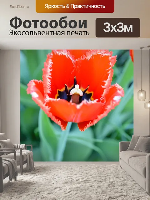Фотообои Тюльпан