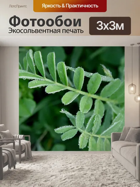 Фотообои Зеленое растение с каплями росы