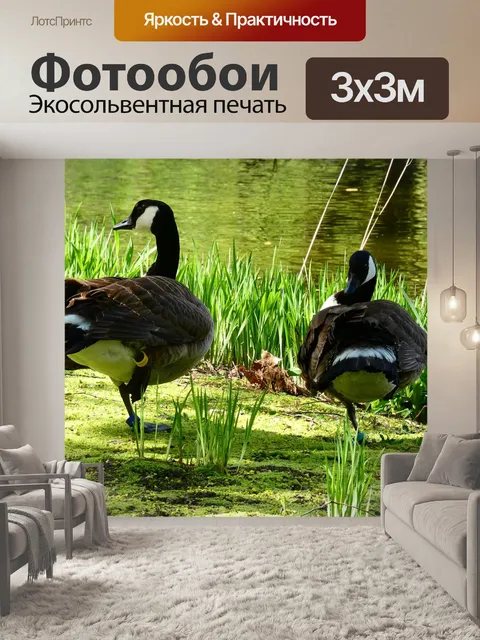 Фотообои Птицы