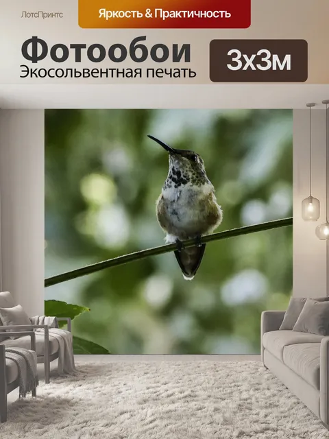 Фотообои Колибри