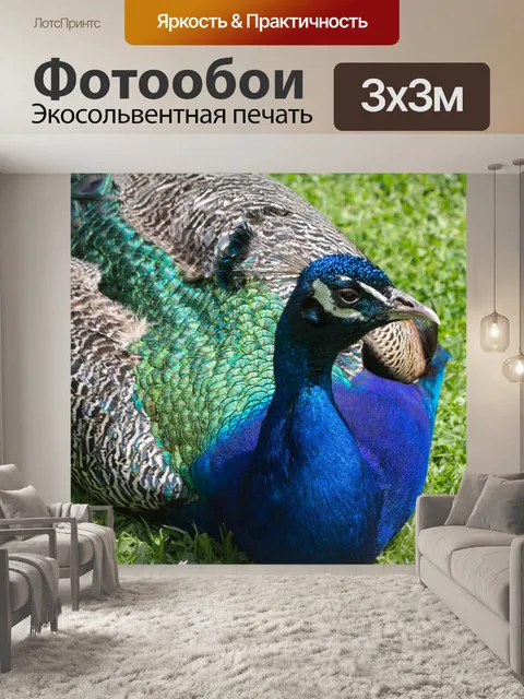 Фотообои Павлин