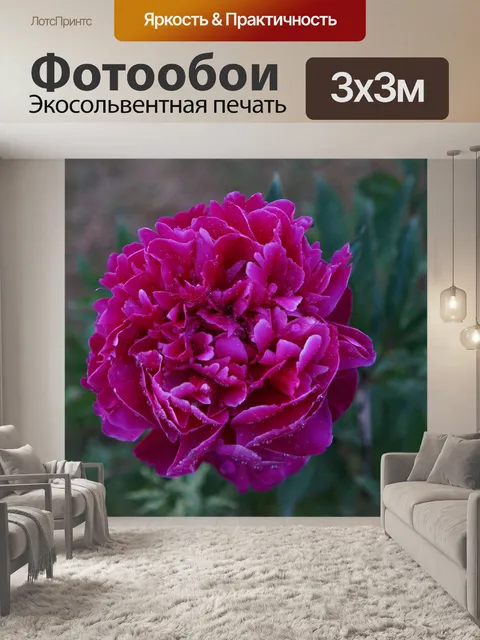 Фотообои Пион