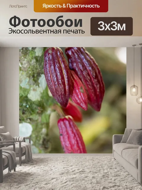 Фотообои Выращивание какао-бобов