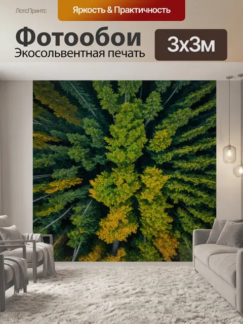 Фотообои обзорный лес, высота деревьев, уютные места для отдыха, высокие локации, уменьшенная симметрия
