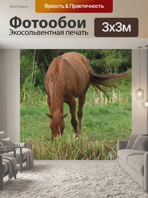 Фотообои Лошадь