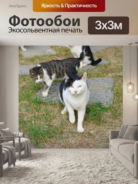 Фотообои Кот
