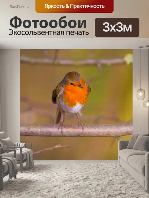 Фотообои Робин, Erithacus rubecula
