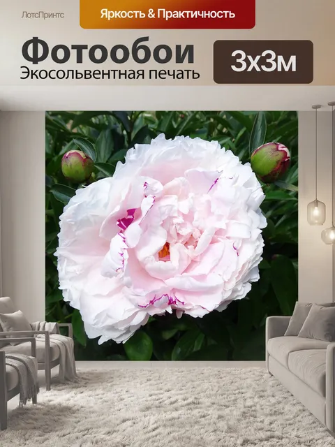 Фотообои Пионы