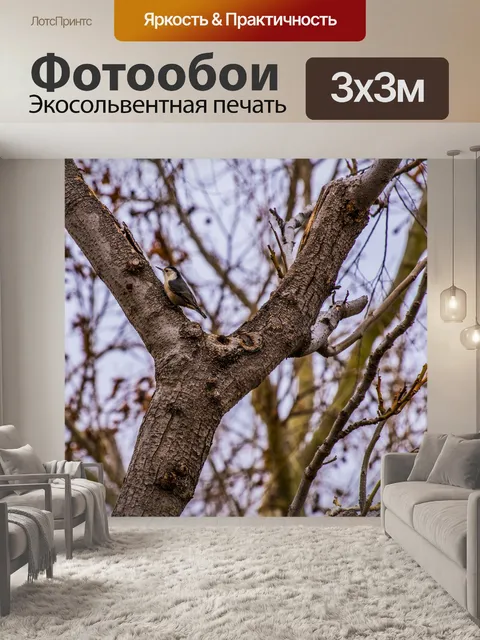 Фотообои Белогрудый поползень птица